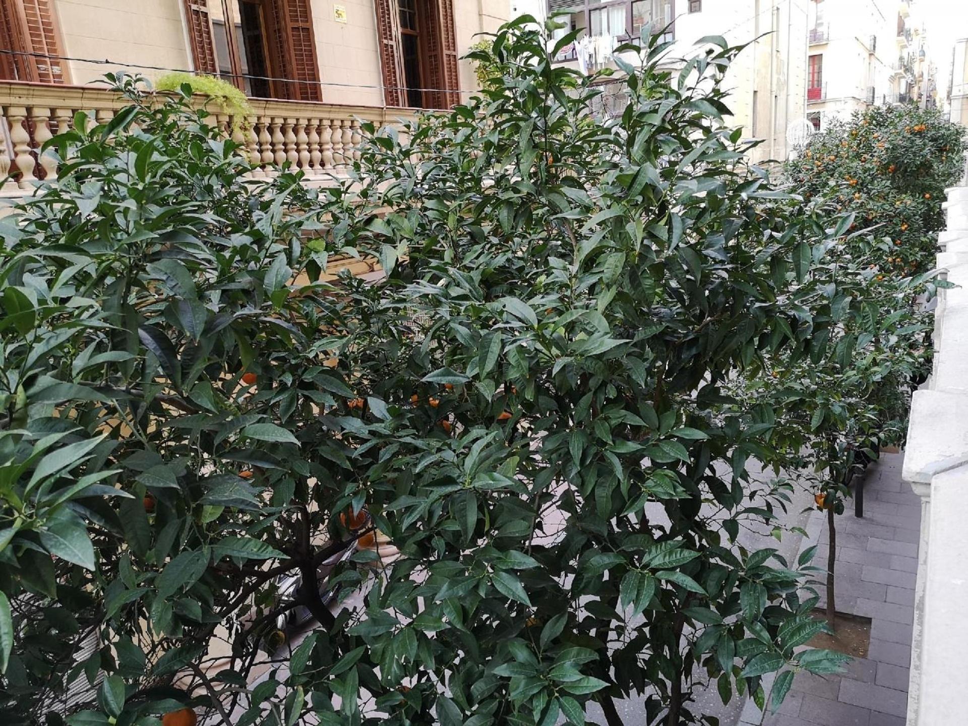 Fuer 3 Personen Ca 40 Qm In Barcelona-gracia, Costa Brava Costa Del Maresme * Barcelona